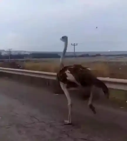 Diyarbakır'da Kaçan Devekuşu Trafiği Felç Etti!